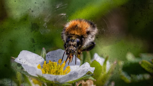 multiply blending effect